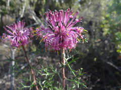 Isopogon