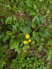 Youngia japonica