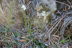 Arabis nuttallii
