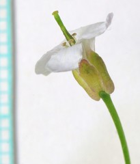 Arabis nuttallii