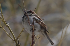 Passer domesticus
