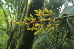 Palicourea demissa