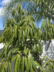 Ficus maclellandii