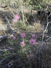 Isopogon
