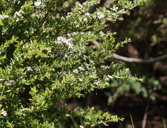Leptospermum grandifolium