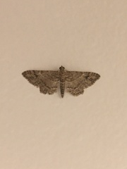 Gymnoscelis rufifasciata