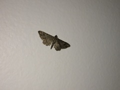 Gymnoscelis rufifasciata