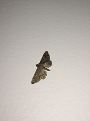 Gymnoscelis rufifasciata