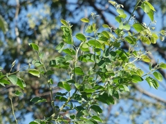 Pithecellobium dulce