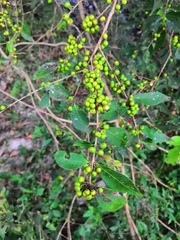 Eugenia michoacanensis