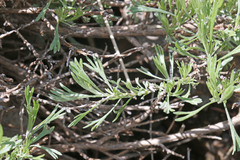 Artemisia tripartita tripartita