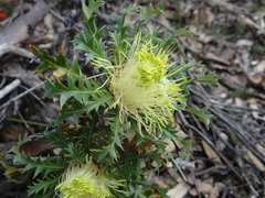 Banksia armata