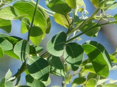 Pithecellobium dulce