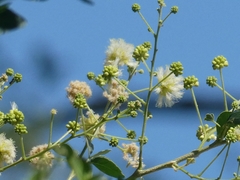 Pithecellobium dulce