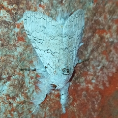 Calliteara thwaitesii