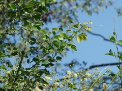 Pithecellobium dulce