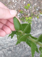 Eupatorieae