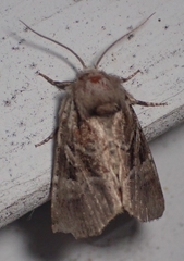 Meropleon ambifusca