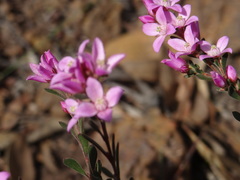 Boronia crenulata