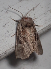 Meropleon ambifusca