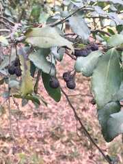 Azara serrata