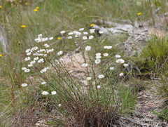 Coronidium waddelliae