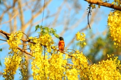 Pericrocotus flammeus