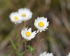 Coronidium waddelliae