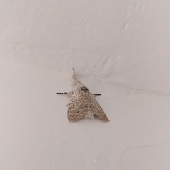 Calliteara thwaitesii