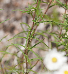 Coronidium waddelliae