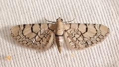 Eupithecia venosata
