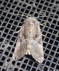 Meropleon ambifusca