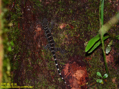 Cyrtodactylus consobrinus