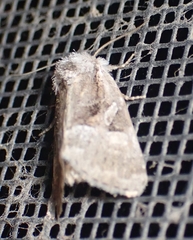 Meropleon ambifusca