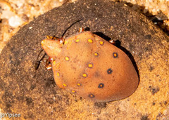 Solenosthedium chinense