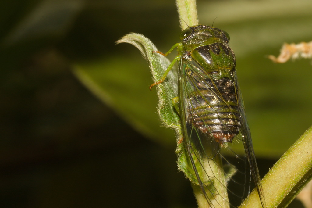 Acanthoventris charrua