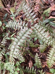 Adiantum latifolium