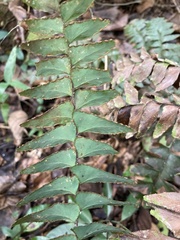 Adiantum latifolium