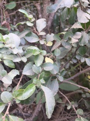 Azara serrata