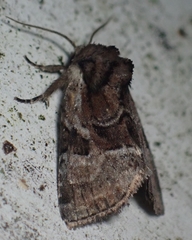 Meropleon ambifusca