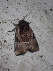 Meropleon ambifusca