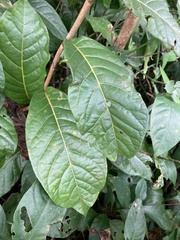 Coccoloba venosa