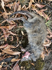 Potorous tridactylus