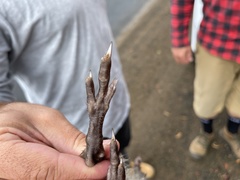 Potorous tridactylus