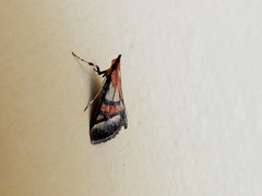 Metallarcha calliaspis