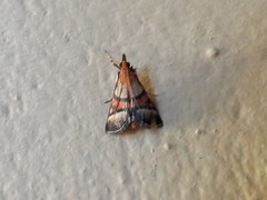 Metallarcha calliaspis