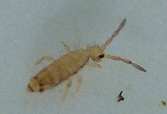 Entomobrya nivalis