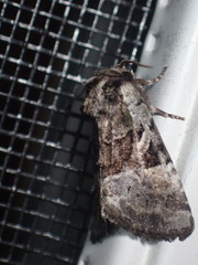 Meropleon ambifusca