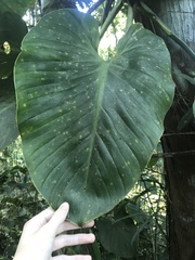 Philodendron eximium