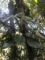 Philodendron eximium